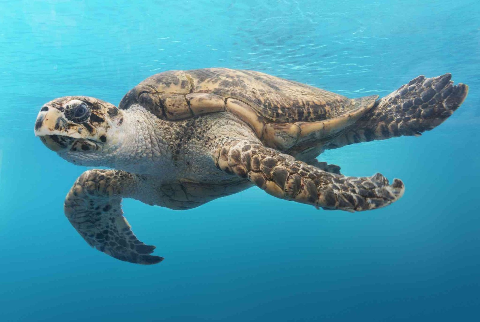 big-sea-turtle-swimming