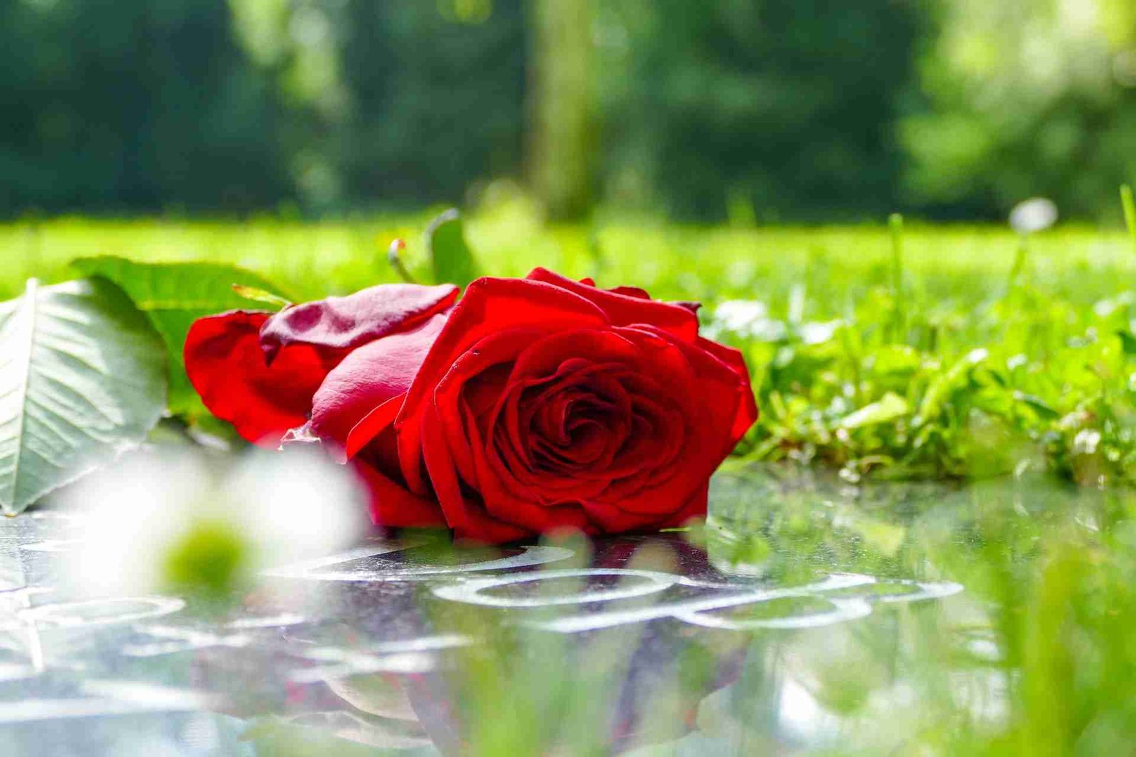 Red-rose-lying-on-a-grave-stone